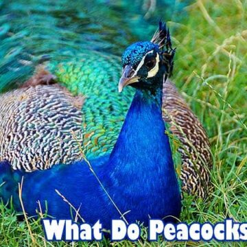 What do peacocks eat?