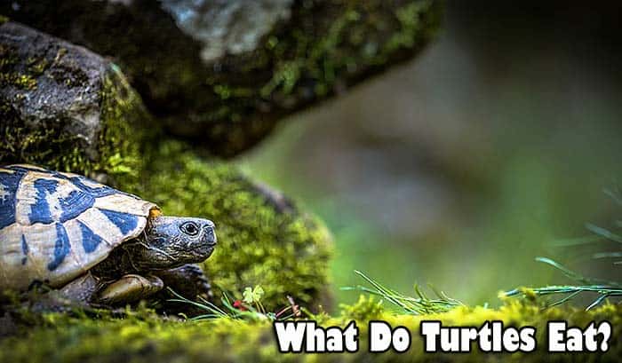 What Do Turtles Eat?