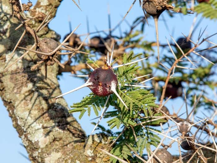 What Does Southern Patas Monkey Eat? Whistling thorn