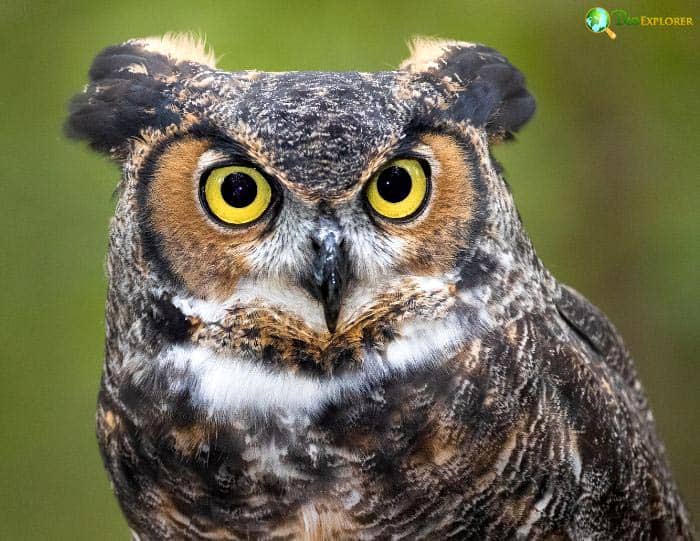 What Eats Flammulated Owls? (Great Horned Owls)