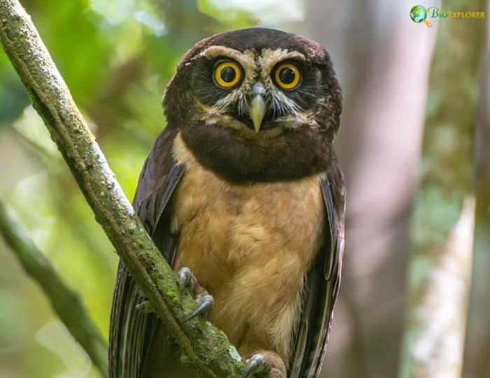 What Eats Gray Bellied Night Monkey? (Spectacled Owl)