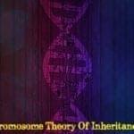 What is the chromosome theory of inheritance?