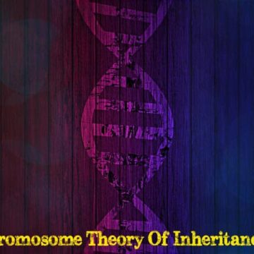 What is the chromosome theory of inheritance?