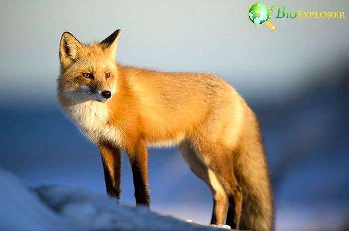 When Do Foxes Eat? When Do Foxes Eat?
