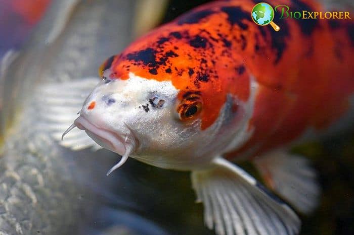 When Do Koi Fish Eat? When Do Koi Fish Eat?