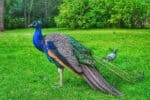 What Do Peacocks Eat Peacocks Diet By Types BioExplorer what-do-peacocks-eat-peacocks-diet-by-types-bioexplorer