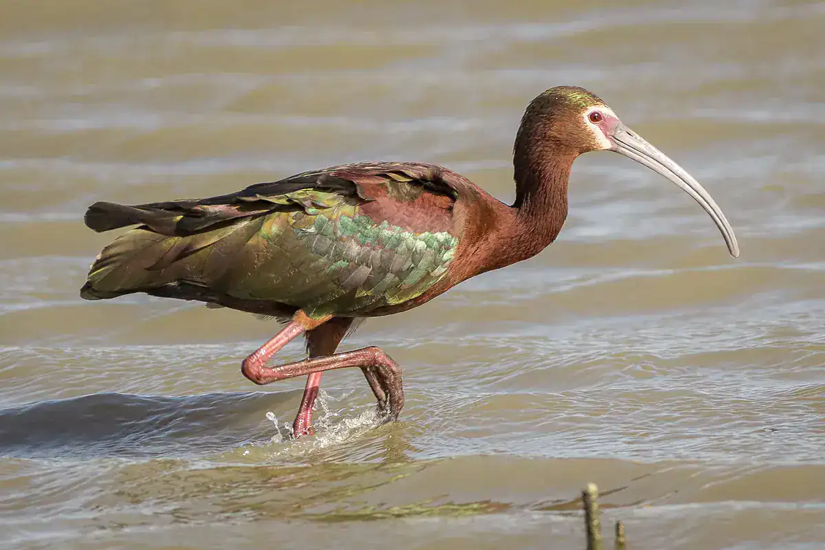 White-faced Ibis in breeding plumage wading in shallow water, showing the white feather border around its pink face