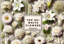 85 Different Types of White Flowers For Your Garden!