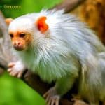 white monkeys