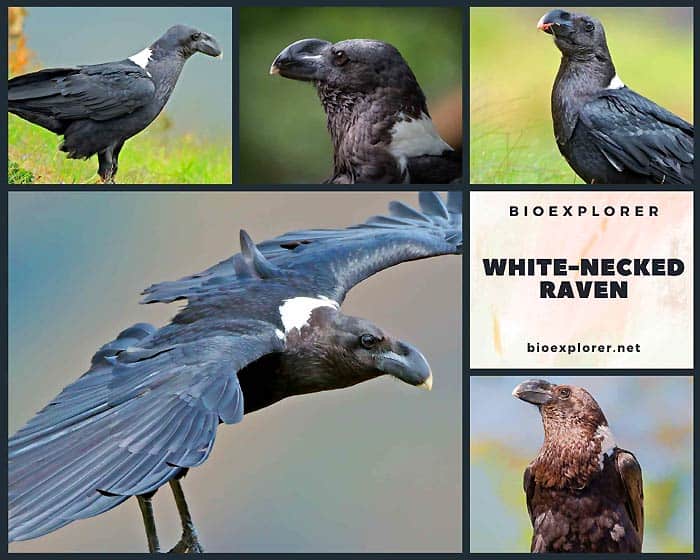 White-necked Raven