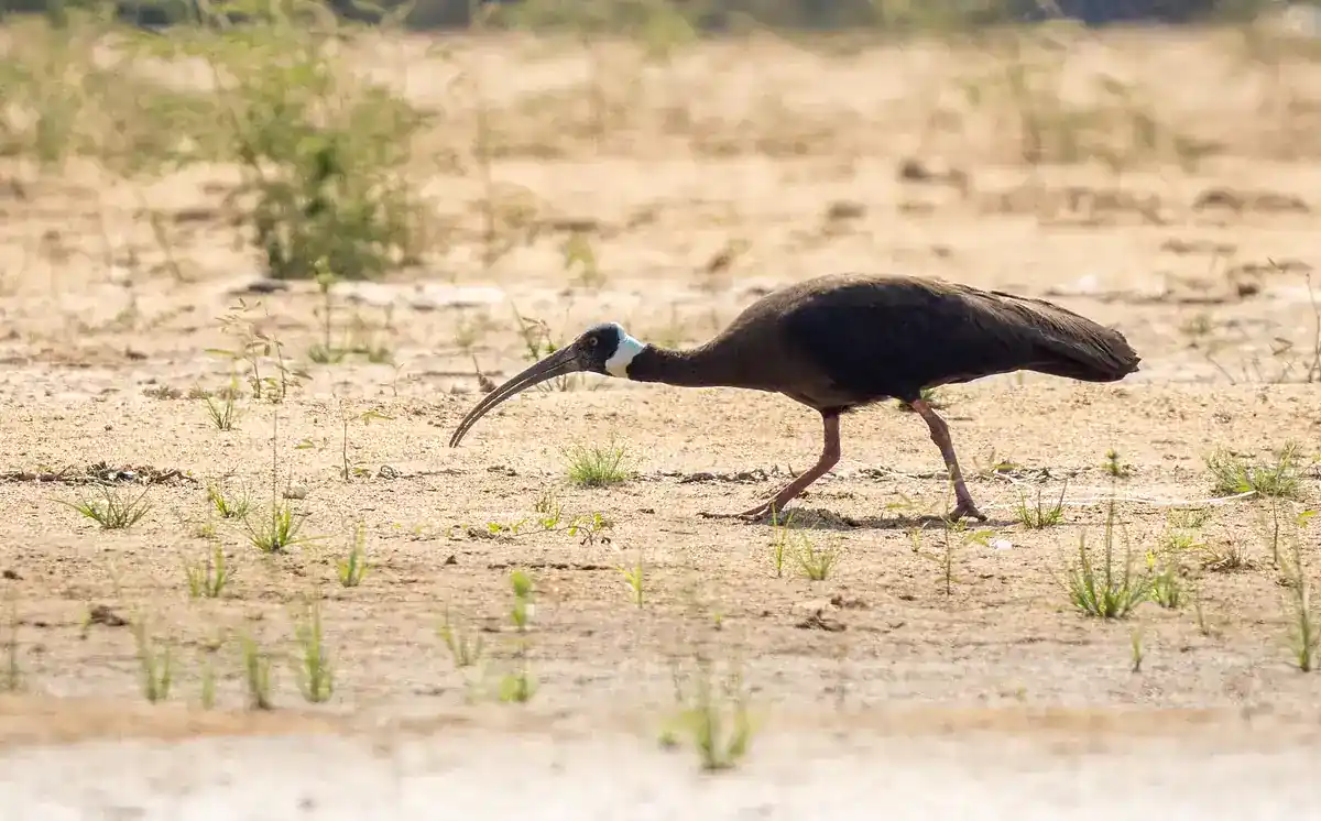 White-shouldered Ibis foraging on open ground showing dark plumage and pale collar