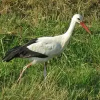 White stork with red bill and legs standing in a meadow in the Netherlands