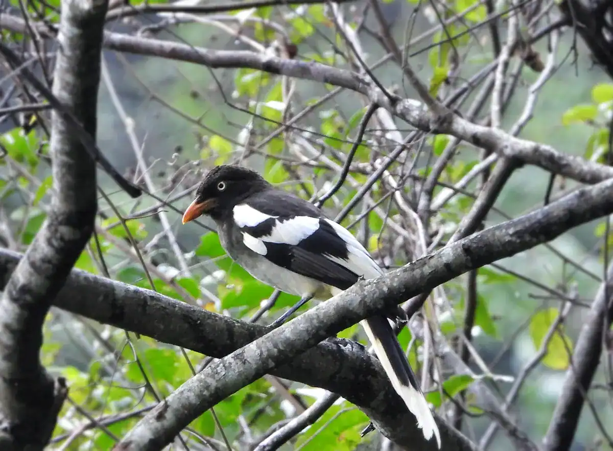 White-winged Magpie in China with an orange bill, pale eye and white wing bands