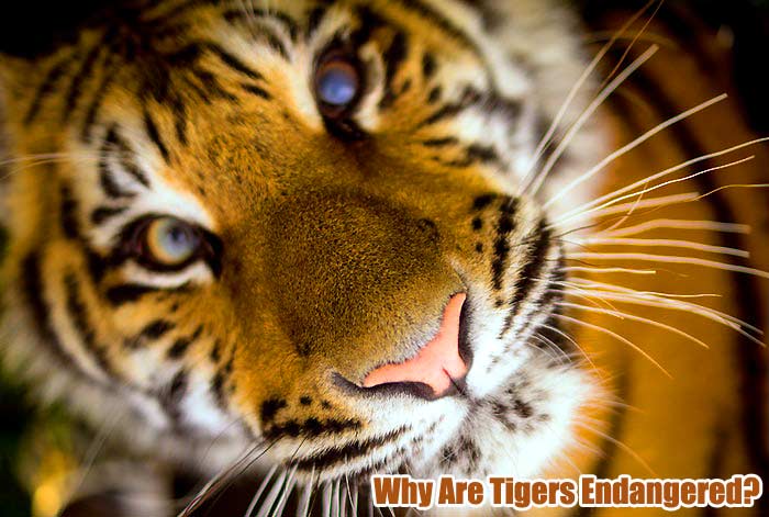 Why Are Tigers Endangered