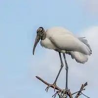 Wood stork with white body, black flight feathers and bare dark head standing in Florida
