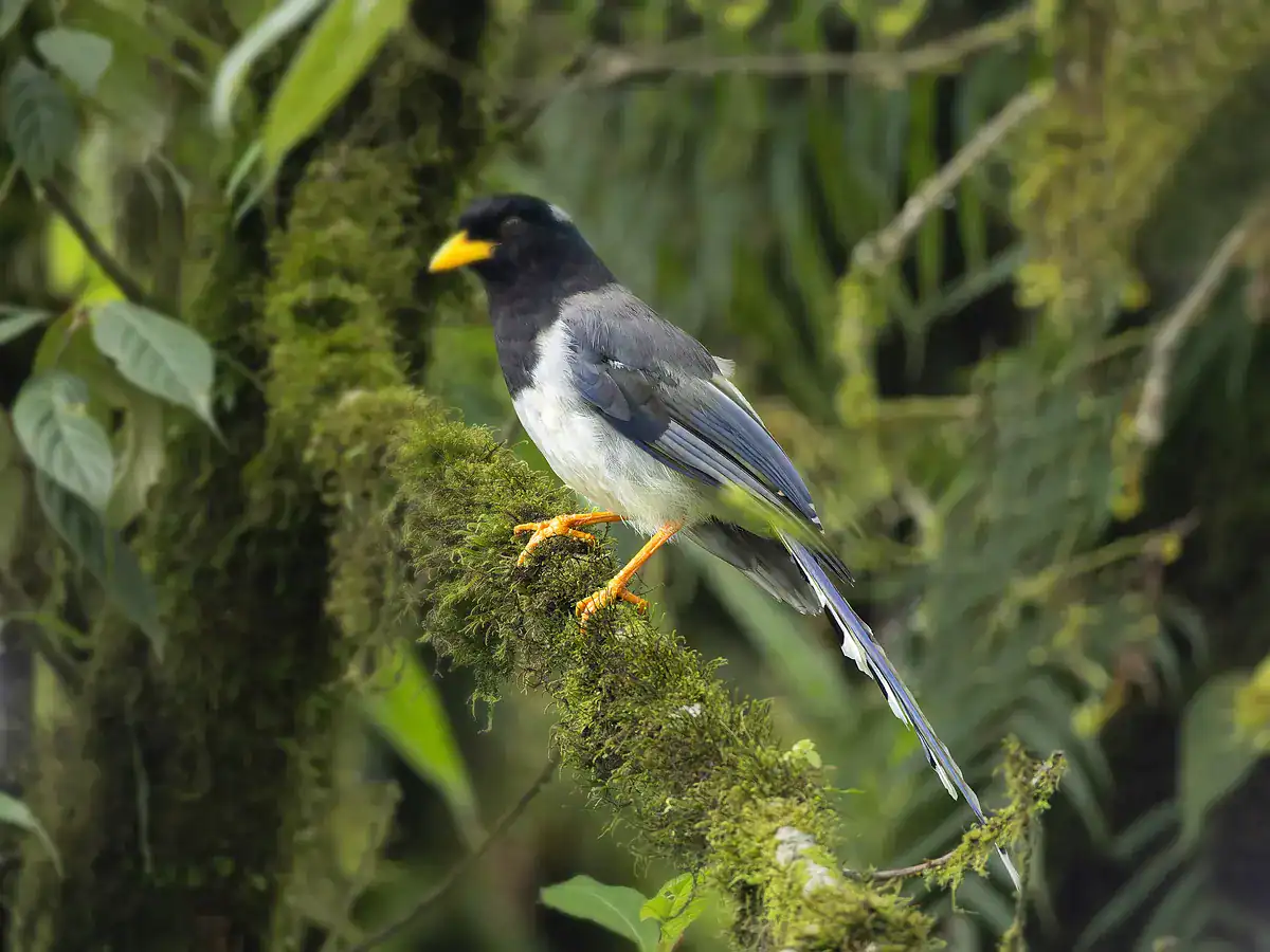 Yellow-billed Blue Magpie on a mossy trunk showing its yellow bill and orange legs