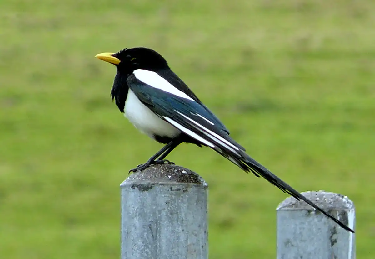 Yellow-billed Magpie on a fence post showing its bright yellow bill