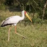 Yellow-billed stork with pink-washed white plumage, red face and yellow bill in Queen Elizabeth National Park, Uganda
