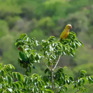 All-yellow cactus parakeet perched atop a tree next to a normal green cactus parakeet in Brazil's Caatinga