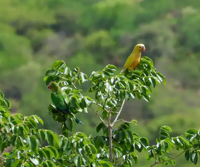 A Rare All-Yellow Parakeet Was Photographed in Brazil, a First for Its Species