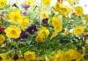 Calibrachoa