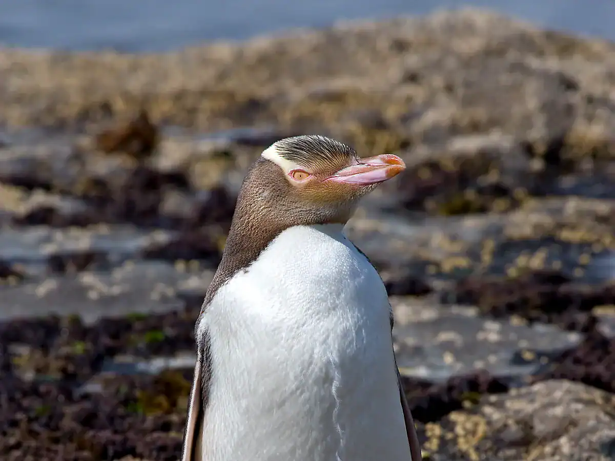 A Yellow-eyed Penguin with a pale yellow head band standing on a rocky shore at Curio Bay, New Zealand