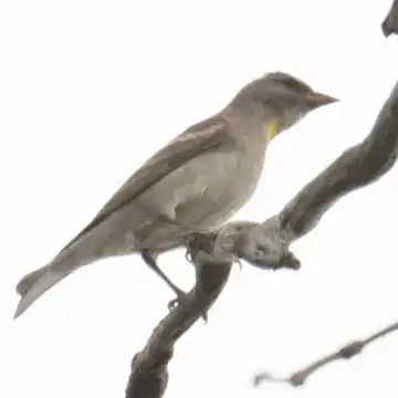 Yellow-throated sparrow with a small yellow throat patch perched on a bare branch in Bangladesh