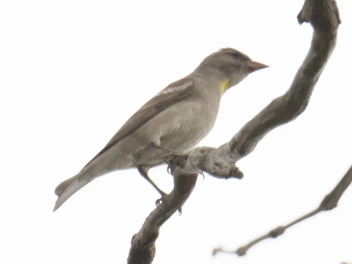 Yellow-throated sparrow with a small yellow throat patch perched on a bare branch in Bangladesh