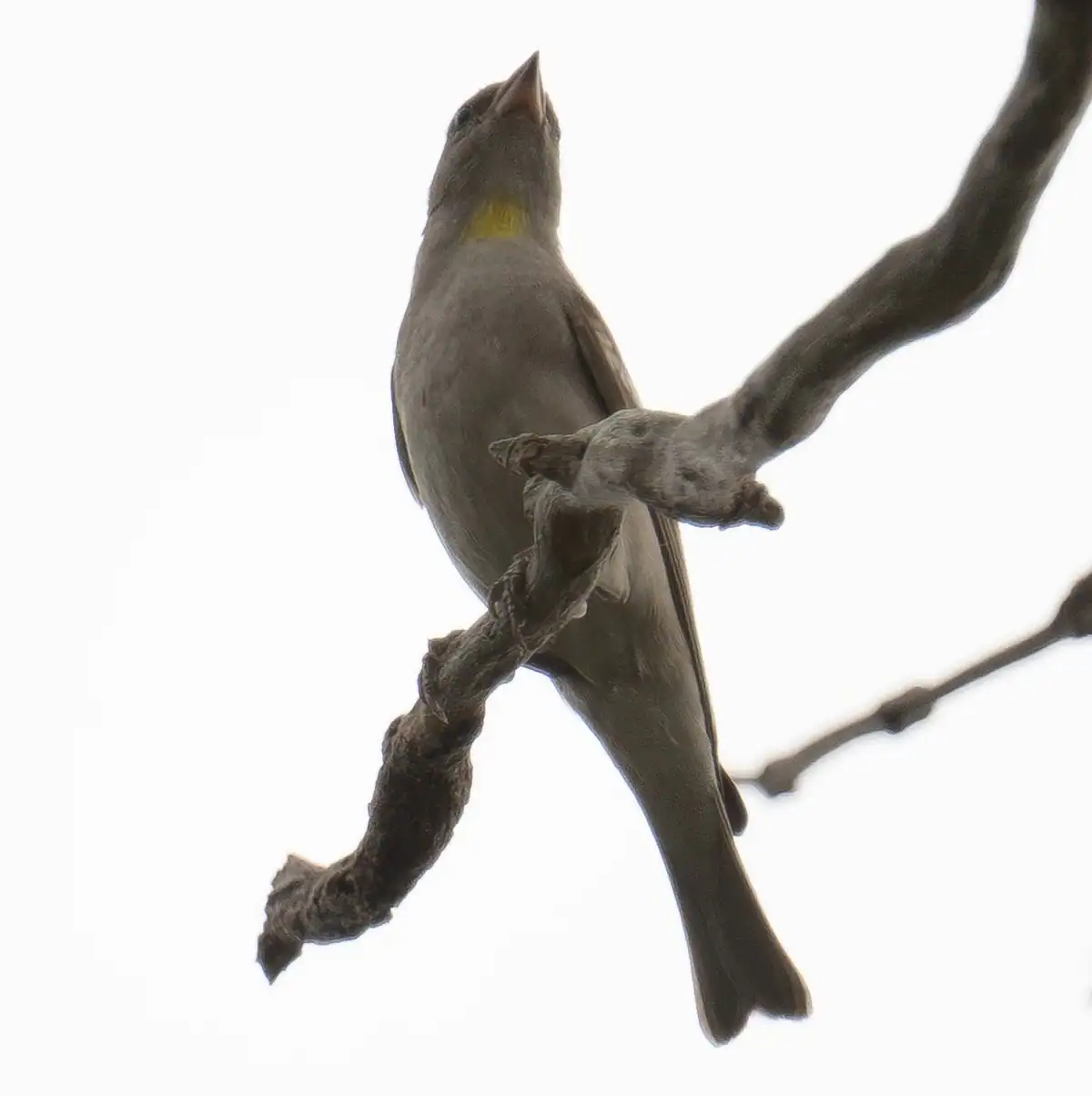 The same bird seen from below Gray-brown sparrow seen from below on a twisted branch, with a yellow patch on its throat