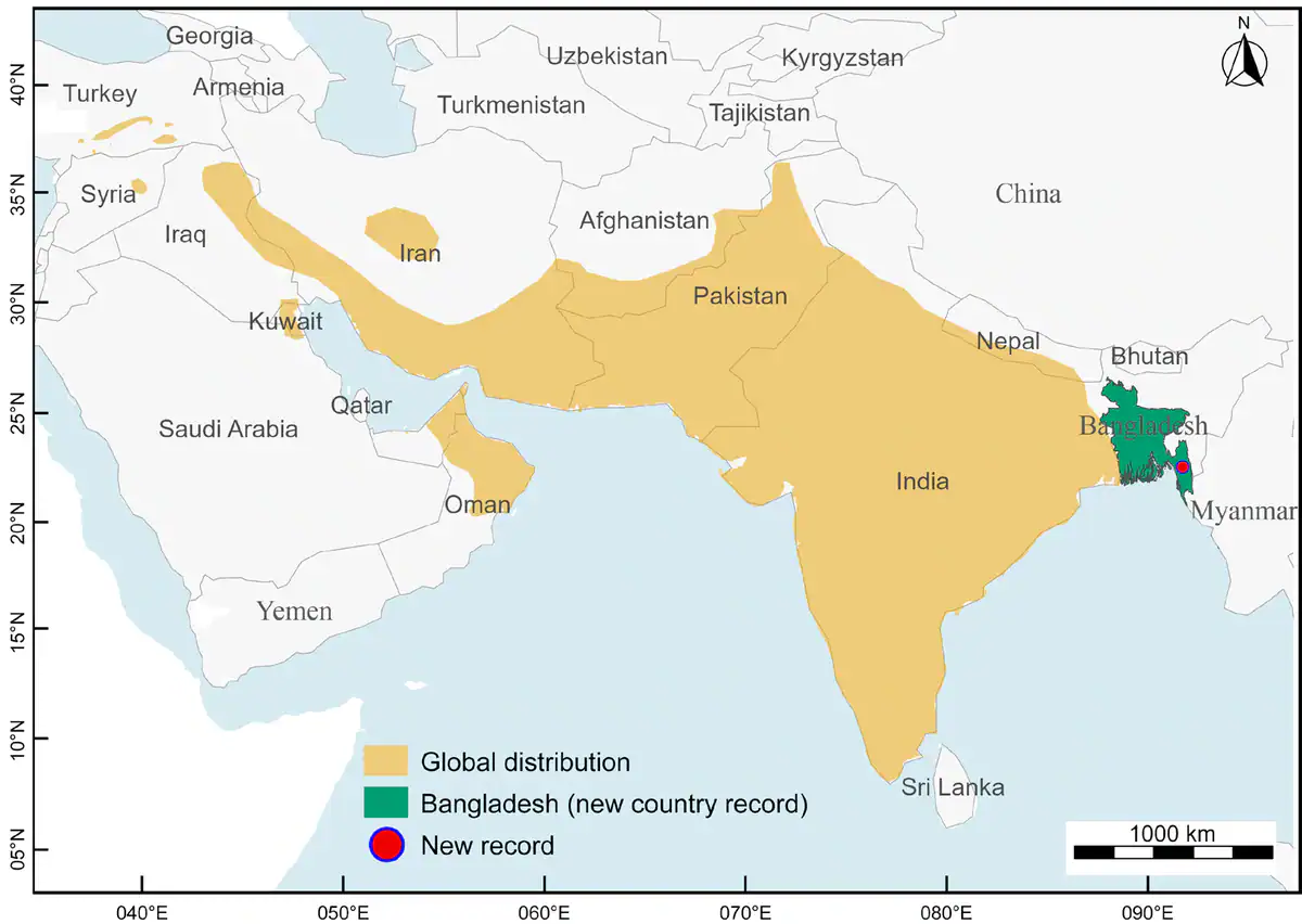 Global range of the yellow-throated sparrow, with the new Bangladesh record shown as a red dot Map of South and West Asia showing the yellow-throated sparrow range in tan from Türkiye to India, with Bangladesh in green and a red dot marking the new record