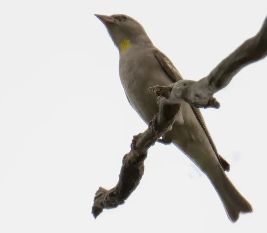 Yellow-throated sparrow in Bangladesh perched on a bare branch, showing its small yellow throat patch