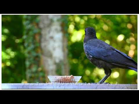 Brown-headed crow video Birds so cute #foryou  #animalsnatural #animalsnature #subscribe