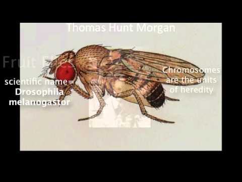 Chromosome Theory of Inheritance