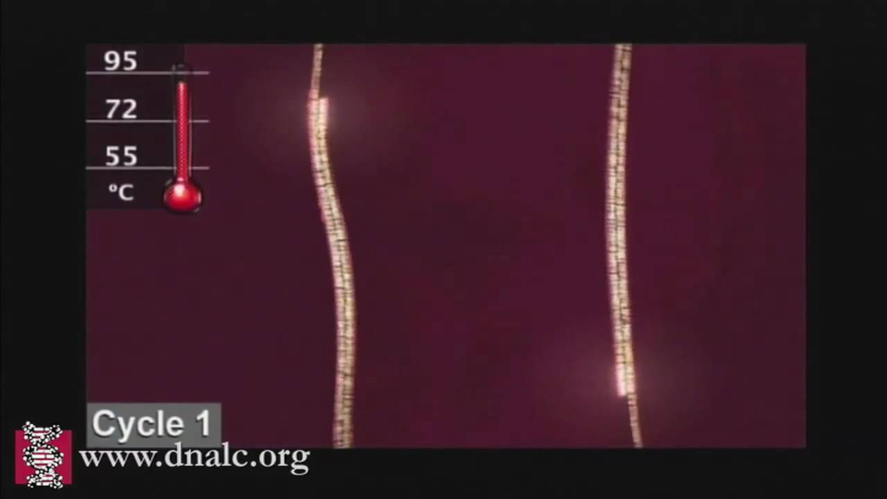 Polymerase Chain Reaction (PCR)