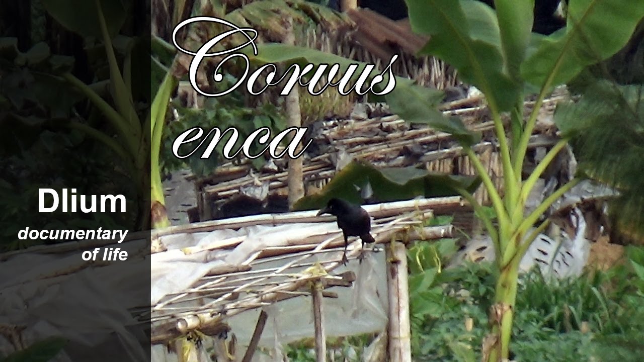 Slender-billed crow (Corvus enca)