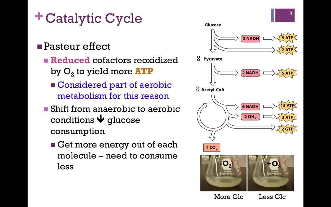 103-Pasteur Effect & Regulation of TCA